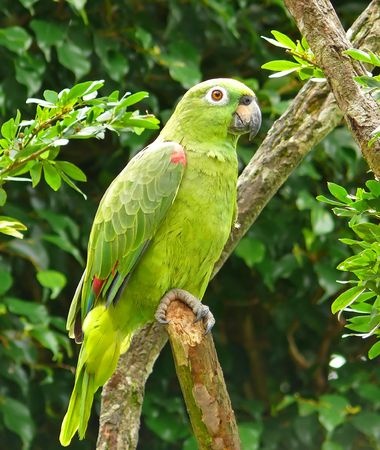 Amazone papegaai